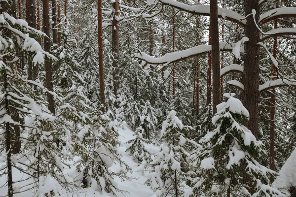 Frosty Vilt Trä Täckt Snö — Stockfoto