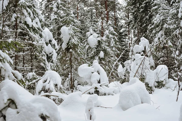 Bois Sauvage Givré Recouvert Neige — Photo