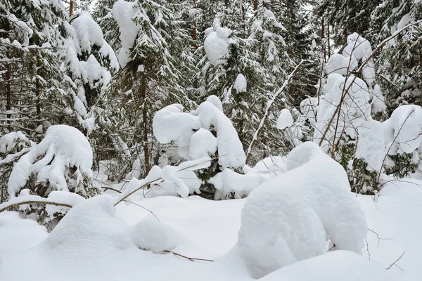 Ijzig Wildhout Bedekt Met Sneeuw — Stockfoto