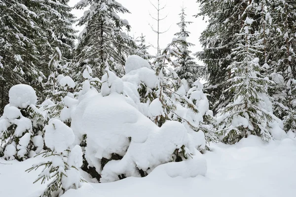 Frosty Vilt Trä Täckt Snö — Stockfoto