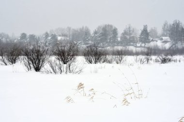 Kış aylarında kar fırtınası alanı ağaçlarda.