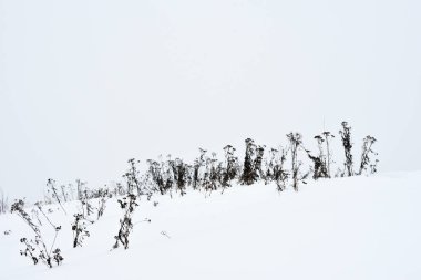 Kışın kar fırtınası sırasında alan çim.