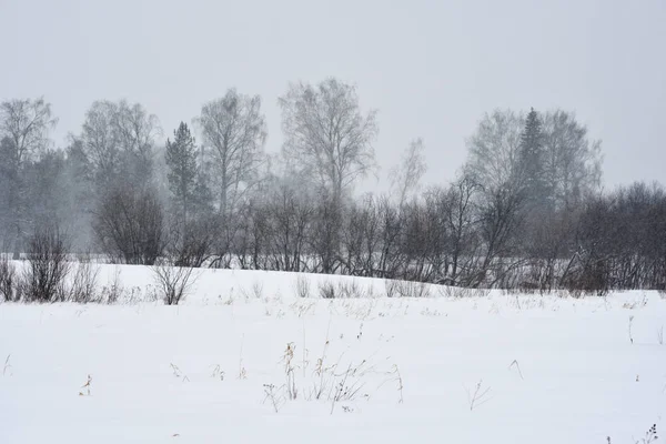Πεδίο Δέντρα Χειμώνα Κατά Διάρκεια Μια Χιονοθύελλα — Φωτογραφία Αρχείου
