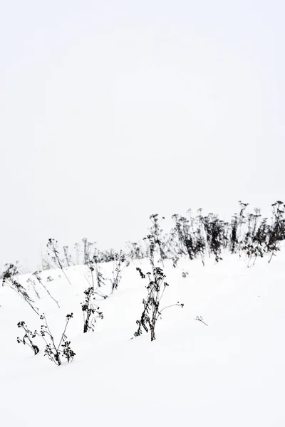Fältet Gräs Vintern Snöstorm — Stockfoto