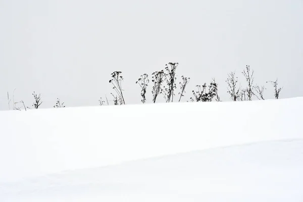 Fältet Gräs Vintern Snöstorm — Stockfoto