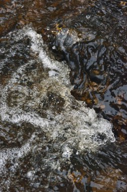 Azgın bir akışı hızlı bir dere içinde su.