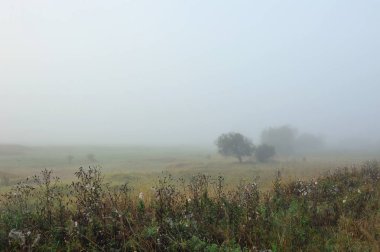 Erken sonbahar sabahı. Yoğun sis pastoral manzara yalnız silme veya ayakta ağaçlar grupları zarf. Alan otları ilk frosts solmuş olan.