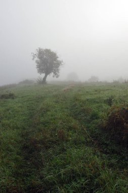 Erken sonbahar sabahı. Yoğun sis pastoral manzara yalnız silme veya ayakta ağaçlar grupları zarf. Alan otları ilk frosts solmuş olan.
