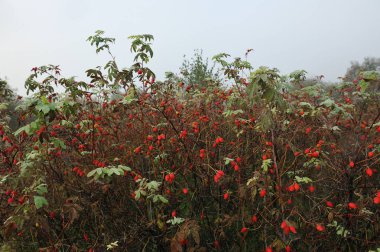 Yabani gül bush erken Güz.