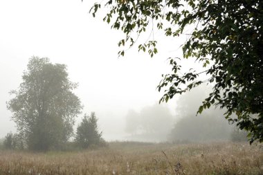 Erken sonbahar sabahı. Yoğun sis pastoral manzara yalnız silme veya ayakta ağaçlar grupları zarf. Alan otları ilk frosts solmuş olan.