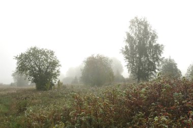 Erken sonbahar sabahı. Yoğun sis pastoral manzara yalnız silme veya ayakta ağaçlar grupları zarf. Alan otları ilk frosts solmuş olan.