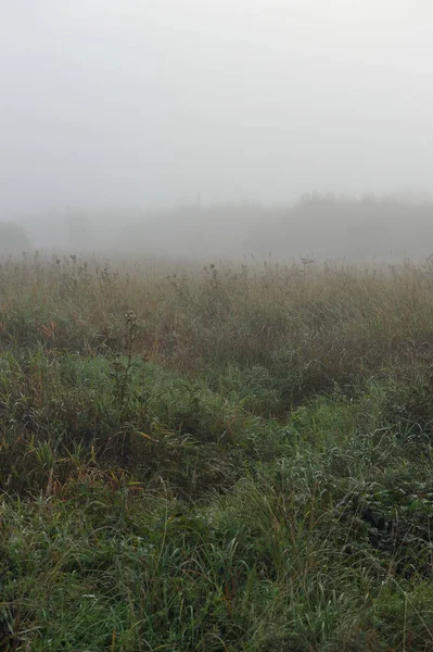 Early Autumn Morning Dense Fog Envelops Idyllic Landscape Field Grasses — Stock Photo, Image