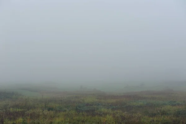 Petit Matin Automne Brouillard Dense Enveloppe Paysage Idyllique Les Herbes — Photo