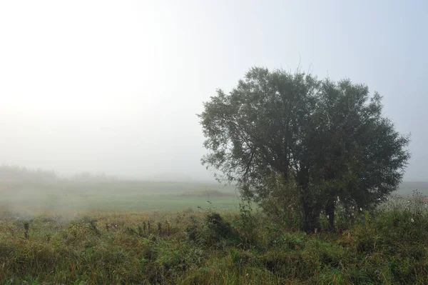 Frühherbstmorgen Dichter Nebel Hüllt Die Idyllische Landschaft Ein Und Löscht — Stockfoto