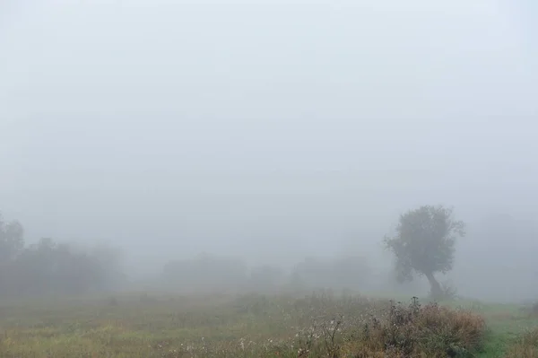 Ранним Осенним Утром Плотный Туман Окутывает Идиллический Пейзаж Стирающий Одиночество — стоковое фото