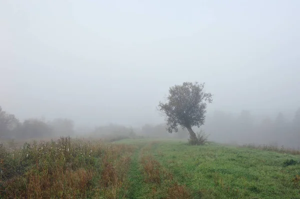 Wcześnie Rano Jesień Gęsta Mgła Otacza Sielankowy Krajobraz Kasowanie Samotny — Zdjęcie stockowe