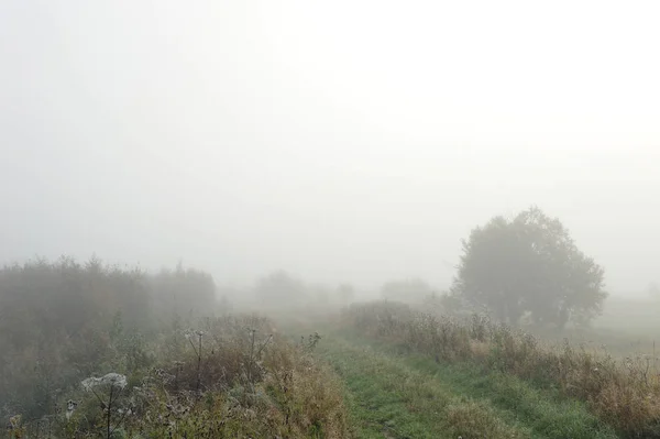 Kora Őszi Reggel Sűrű Köd Borítja Idilli Táj Magányos Törlése — Stock Fotó