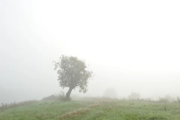 Early Autumn Morning Dense Fog Envelops Idyllic Landscape Erasing Lonely — Stock Photo, Image