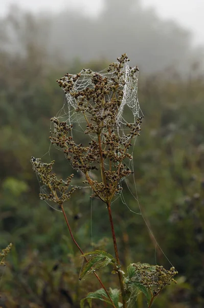 이른가 아침입니다 목가적인 Meadowsweet 리에서 그것의 Inflorescences 거미줄과이 — 스톡 사진