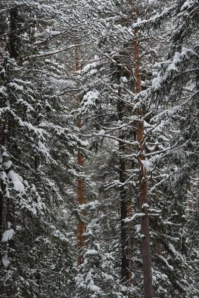 Zima w mieście wildwood. — Zdjęcie stockowe