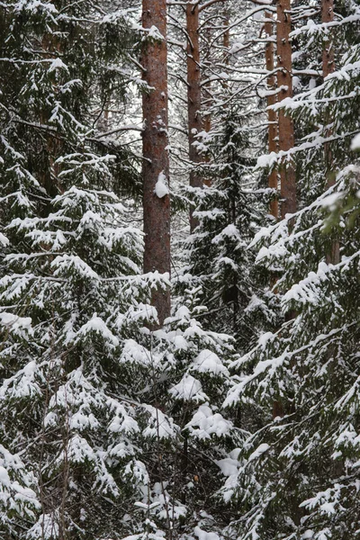 Зима в лесу . — стоковое фото