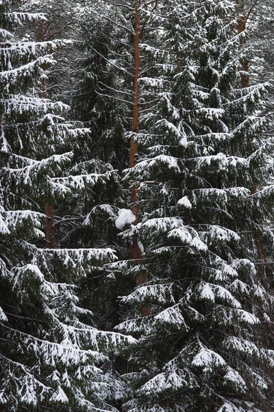 Derretimiento de la nieve en el bosque —  Fotos de Stock