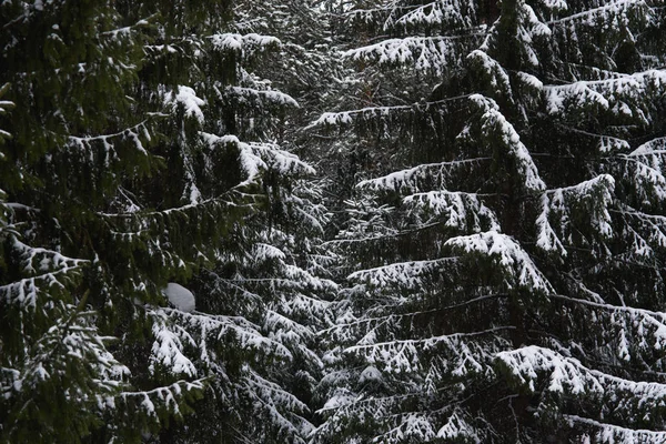 Τήξη του χιονιού στο δάσος — Φωτογραφία Αρχείου