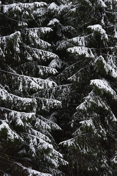 Derretimiento de la nieve en el bosque —  Fotos de Stock