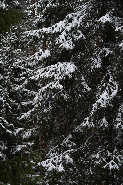 Derretimiento de la nieve en el bosque —  Fotos de Stock