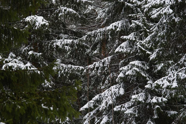Τήξη του χιονιού στο δάσος — Φωτογραφία Αρχείου