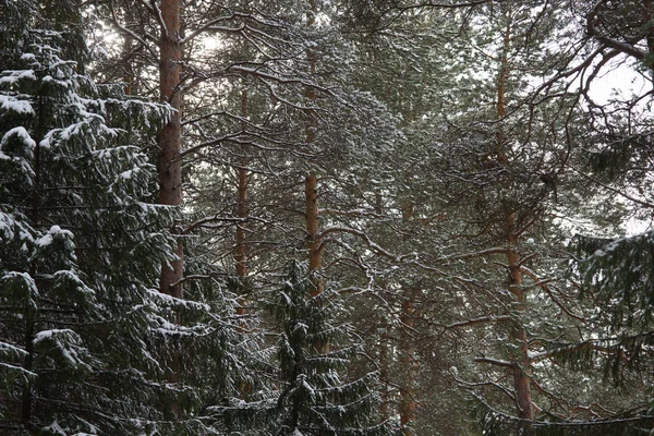 Таяние снега в лесу — стоковое фото