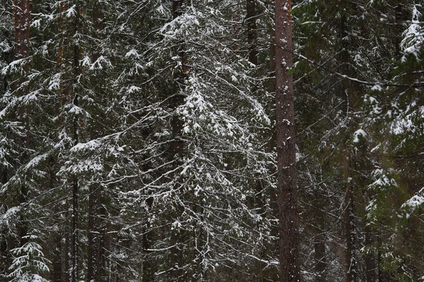 Scioglimento della neve nel bosco — Foto Stock