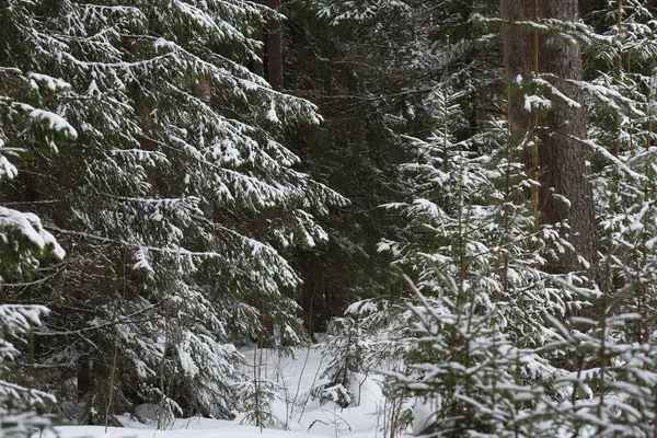 Fonte de la neige dans la forêt — Photo