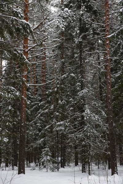 Derretimento da neve na floresta — Fotografia de Stock