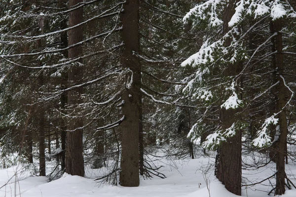 Fonte de la neige dans la forêt — Photo