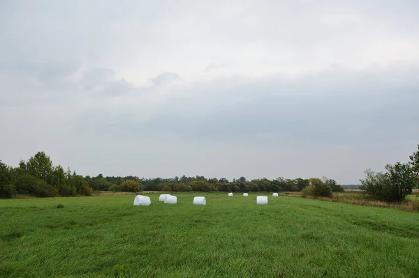 Rolos Feno Embalados Polietileno Deixados Campo Grama Verde Fresca — Fotografia de Stock