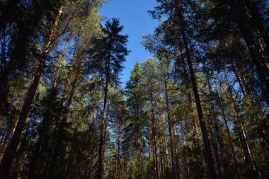 Güneşli bir bahar gününde Taiga ormanı