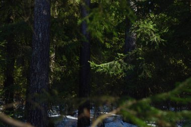 Güneşli bir bahar gününde Taiga ormanı