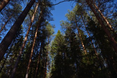 Güneşli bir bahar gününde Taiga ormanı