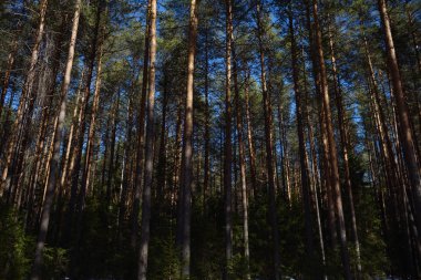 Güneşli bir bahar gününde Taiga ormanı