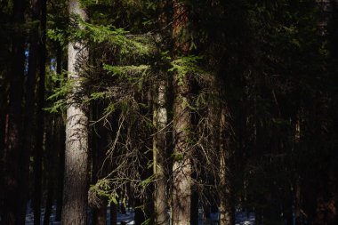 Güneşli bir bahar gününde Taiga ormanı