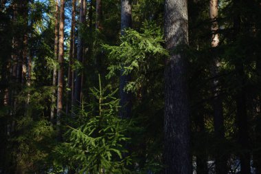 Güneşli bir bahar gününde Taiga ormanı