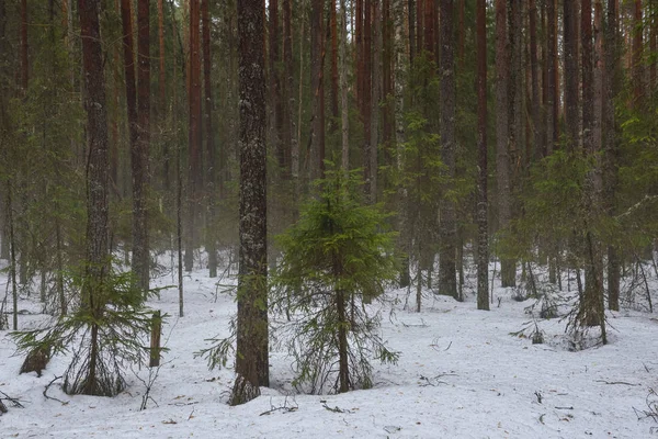 Topnienie śniegu w lesie — Zdjęcie stockowe