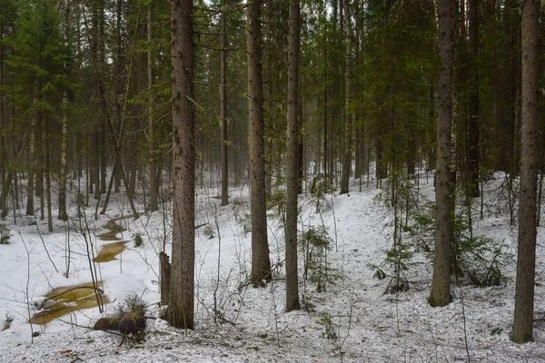 Ruisseau forestier dans la forêt printanière — Photo