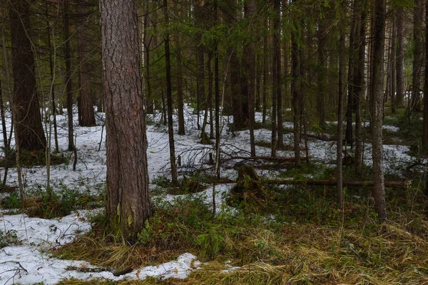 숲 속에서 녹는 눈 — 스톡 사진