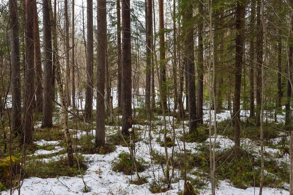 Hóolvadás az erdőben — Stock Fotó