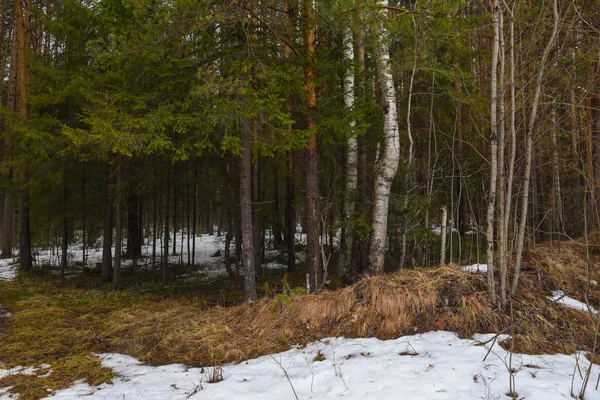 Derretimiento de nieve en el bosque — Foto de Stock