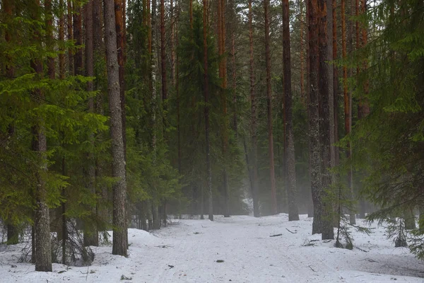 Dimmigt skogsstigen. — Stockfoto