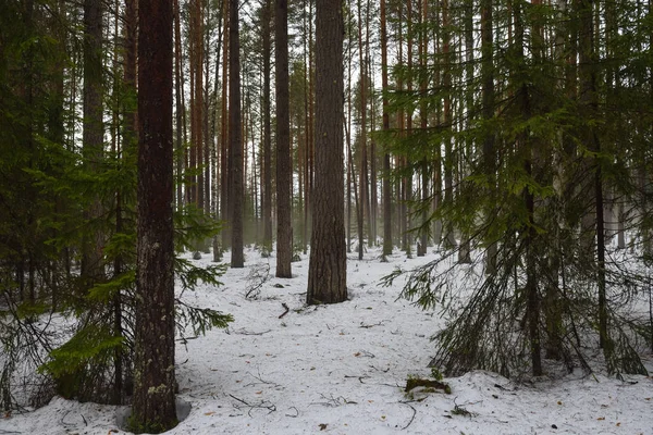 Topnienie śniegu w lesie — Zdjęcie stockowe