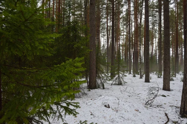 森林中的雪融化 — 图库照片
